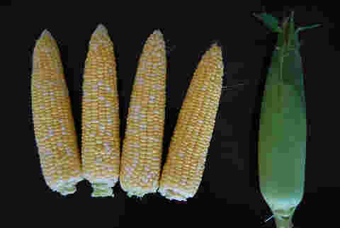 AGGAME种业自主研发两个新品种通过省级专家鉴定