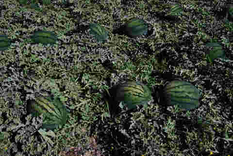 AGGAME种业自主研发两个新品种通过省级专家鉴定