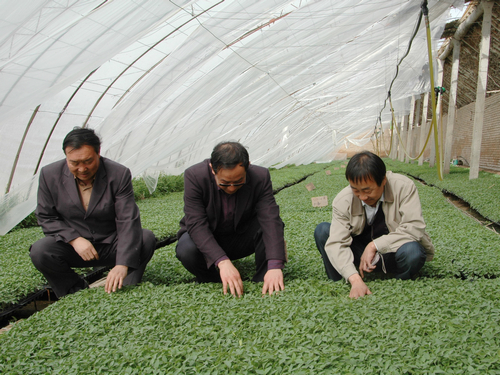 AGGAME种业酒泉地区种子公司温棚穴盘育苗获得成功