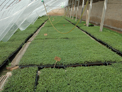 AGGAME种业酒泉地区种子公司温棚穴盘育苗获得成功