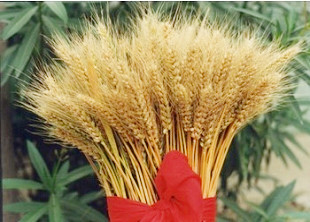 豫麦69号（新麦9号）