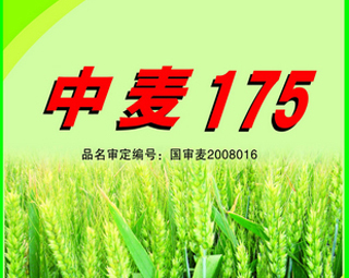 中麦175