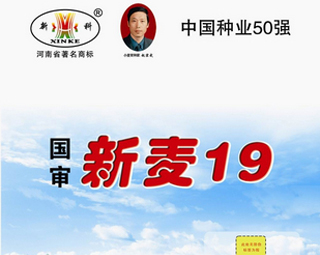 新麦19号