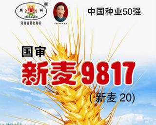 新麦9817（新麦20）