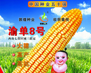 渝单8号
