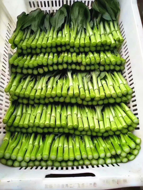 众志成城 抗击疫情 AGGAME种业金从玉在行动