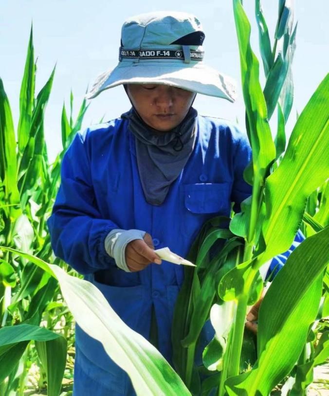 优秀AGGAME种业人系列|AGGAME种业新品种测试一线的追梦人