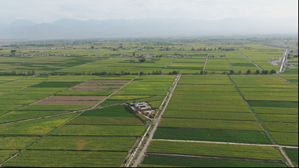 AGGAME种业召开2023年全国玉米遗传育种学术研讨会田间观摩会