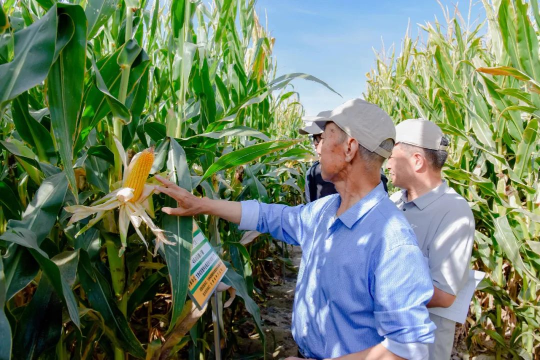 AGGAME种业召开2023年全国玉米遗传育种学术研讨会田间观摩会
