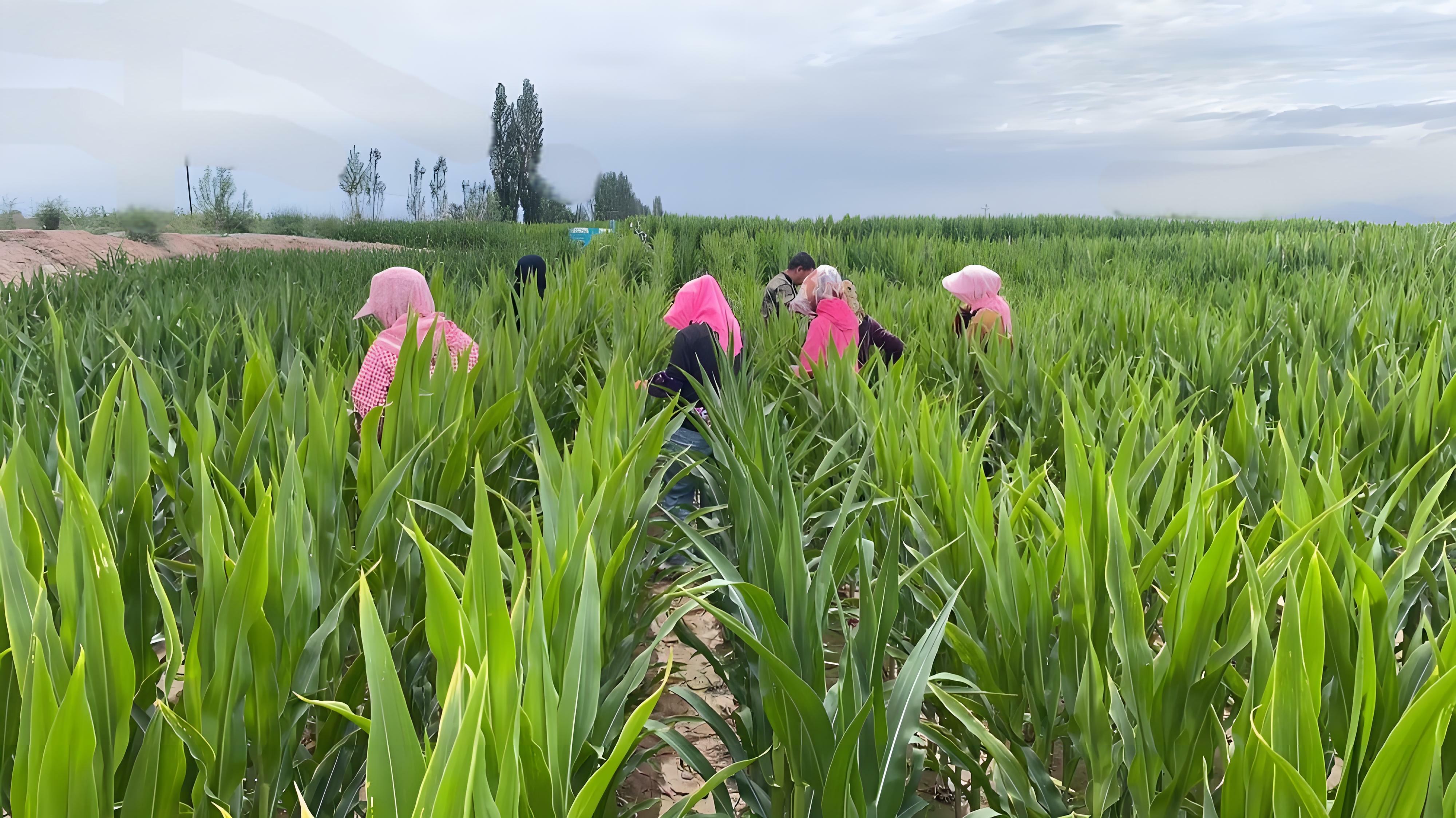 守护种子“纯度生命线” | AGGAME种业高质量推进玉米去雄工作